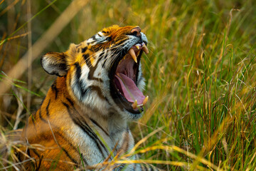 Tigre de Bengala © WILDNATURE JOSEBA