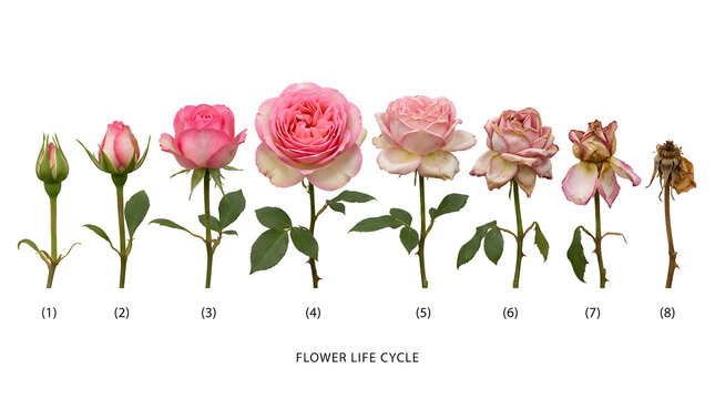 The life cycle of a pink rose, from bud to full bloom and wilting. Each stage is numbered for clarity, showing the natural process of growth and decay.