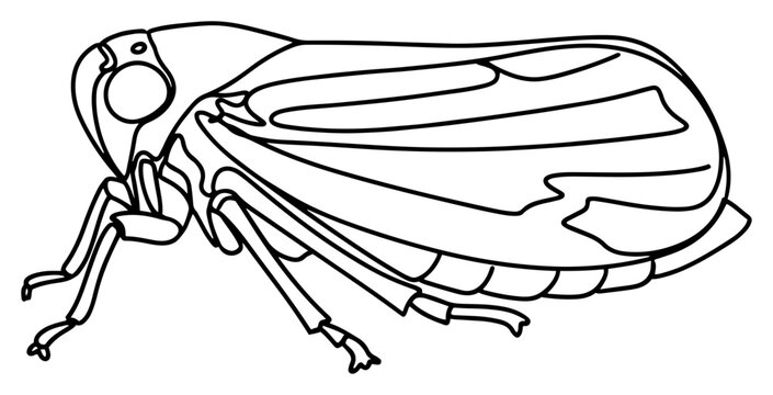 Cicada Leafhopper Insect Continuous Line Art Drawing, Minimalist Planthopper Bug Vector Illustration, Nature Line Graphic