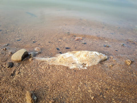 Dead fish along the edge of reservoir where water level have receded due to prolonged drought.