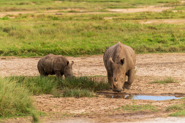 Close-up of an encounter with a White Rhinoceros -Ceratotherium simum- accompanied by its young, approaching a pool of drinking water in Lake Nakuru national park, Kenya. © Goldilock Project
