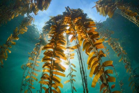 Tall stipes of giant kelp rise towards a brilliant sun in clear turquoise water like trees in a submerged forest