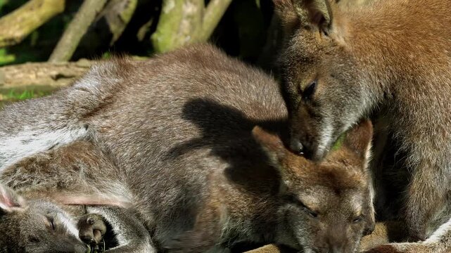 A resting Parma wallaby mother with a joey safely tucked in her pouch receives gentle grooming from another family member. The interaction highlights the affectionate bonding in marsupial groups.