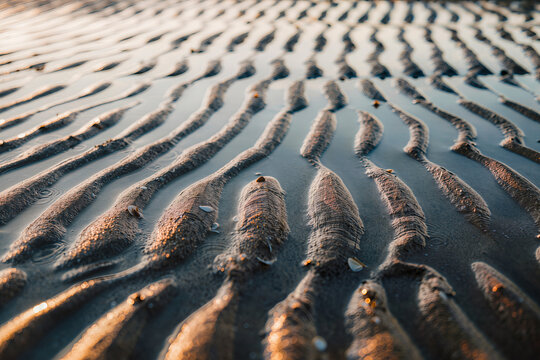 Parallel ridges of rippled sand stretch away across a wet beach at low tide in warm evening light