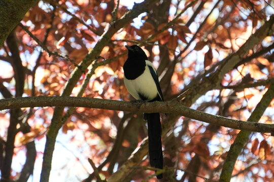 Eurasian magpie perched on tree branch with colorful autumn foliage