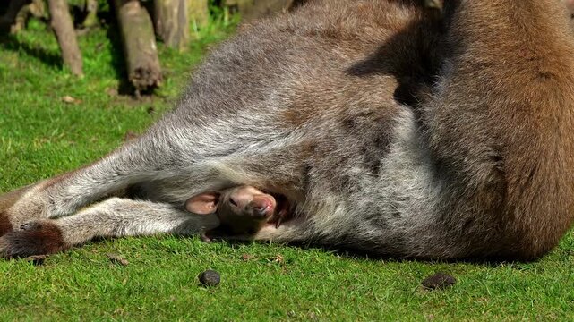 An adult Parma wallaby sleeps peacefully on her side in the grass while her young joey remains safely secured within her pouch. The quiet scene illustrates the protective function of the pouch.