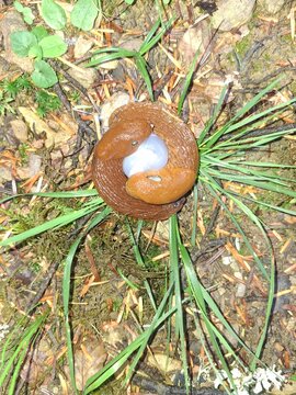 deux limaces brunes enroul&eacute;es l'une autour de l'autre sur le sol humide d'une for&ecirc;t, dans ce qui semble &ecirc;tre une sc&egrave;ne d'accouplement.