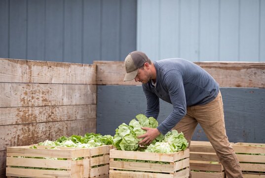 Dedicated male farmer carefully packing freshly harvested organic green lettuce into wooden crates outdoors