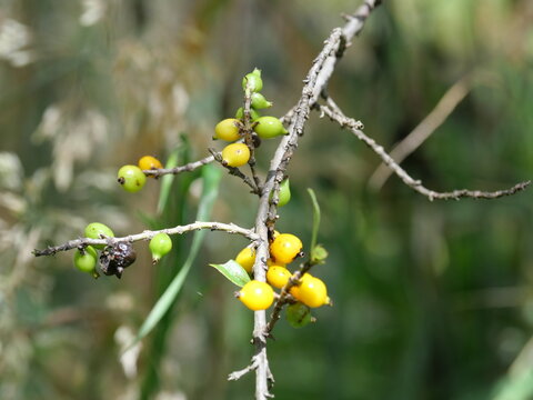 Pilo (Coprosma montana) Green and Yellow Fruit at Puʻu Huluhulu, Hawaii Island