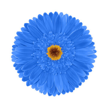 Blue gerbera flower macro isolated on transparent background. Realistic Gerber blossom delicate petal. Vector illustration png