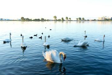 White swans in summer at sunrise on Lake Neptun, Constanta County © Marius Burcea