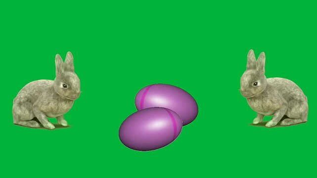easter bunny purple eggs, on green screen animation, or easter eggs purple color, chroma key isolated 4k.