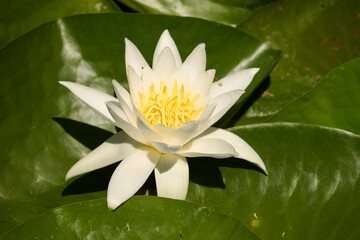 Beautiful white water lilies in summer on the lake in the Neptun resort on the Black Sea © Marius Burcea