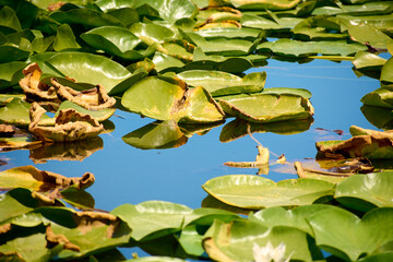 Beautiful white water lilies in summer on the lake in the Neptun resort on the Black Sea © Marius Burcea