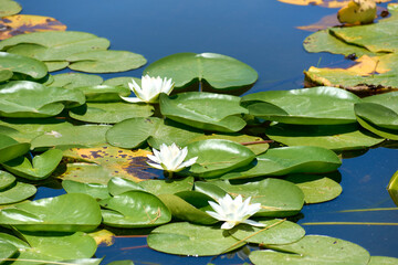 Beautiful white water lilies in summer on the lake in the Neptun resort on the Black Sea © Marius Burcea