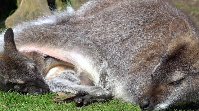 A female Parma wallaby rests on green grass while her young joey briefly rests its head outside before retreating fully back into her pouch. The clip highlights the maternal bond and protective nature