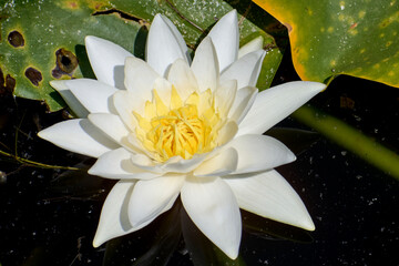 Beautiful white water lilies in summer on the lake in the Neptun resort on the Black Sea © Marius Burcea
