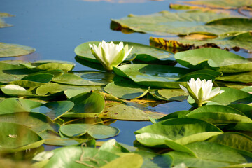 Beautiful white water lilies in summer on the lake in the Neptun resort on the Black Sea © Marius Burcea