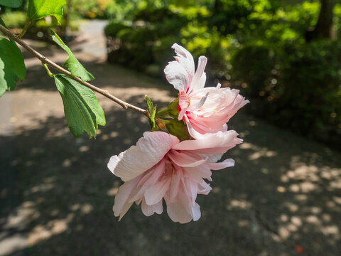 京都の天王山の中腹の自然豊な環境にある大山崎山荘の庭園