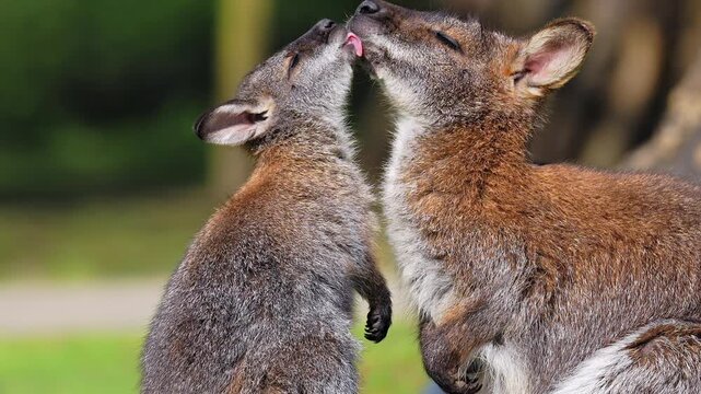 An adult Parma wallaby and her joey tenderly groom,, lick and nuzzle each other. A tight telephoto shot capturing social bonding at Manor Wildlife Park in Pembrokeshire.