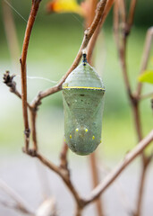 monarch butterfly jade colored Chrysalis golden thread details closeup front view © SurfyArt