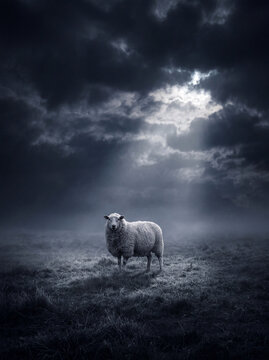 Lone sheep in a misty meadow beneath dramatic storm clouds and rays of light
