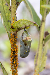 monarch butterfly jade colored Chrysalis golden thread details closeup middle stage aphids water dew drops droplets opening soon orange © SurfyArt