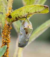 monarch butterfly jade colored Chrysalis golden thread details closeup middle stage aphids water dew drops droplets opening soon orange armor © SurfyArt