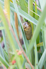 monarch butterfly smoky jade colored Chrysalis golden thread details closeup middle stage dew in grass wings outlines see-through © SurfyArt