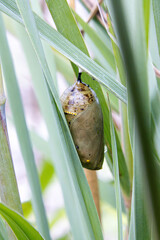monarch butterfly smoky jade colored Chrysalis golden thread details closeup middle stage dew in grass wings outlines see-through © SurfyArt