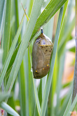 monarch butterfly smoky jade colored Chrysalis golden thread details closeup middle stage dew in grass wings outlines see-through © SurfyArt