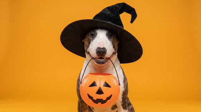 Bull Terrier wearing a black witch hat and holding a jack-o-lantern candy bucket on an orange background, adorable spooky Halloween dog portrait for trick or treat celebration