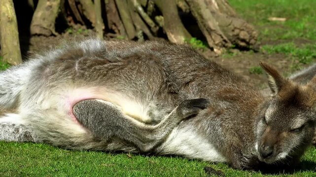 A female Parma wallaby lies comfortably on the grass while her growing joey squirms vigorously inside her stretched pouch before finally poking its head out to observe its sunny outdoor surroundings.
