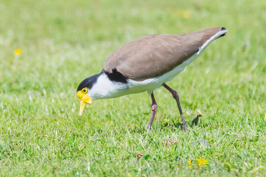 Masked Lapwing also known as a Plover bird on the grass