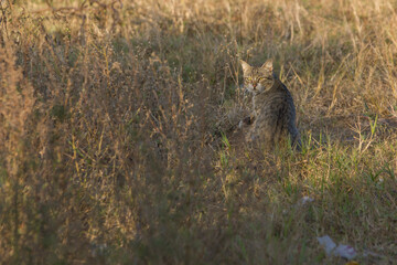 grey cat starring behind © Diqi