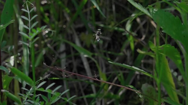 Super slow motion of robber fly taking off from twig in nature