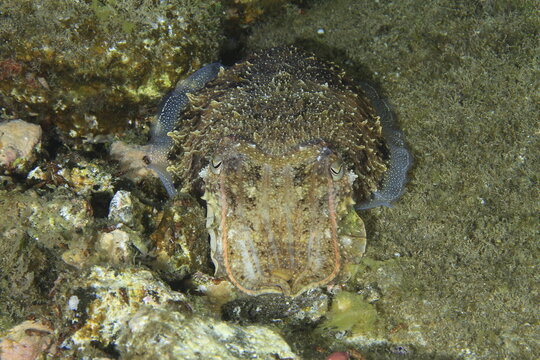 Common cuttlefish resting on rocky seabed front view macro