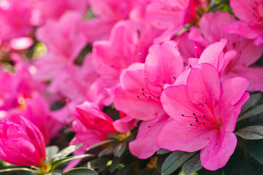Close up of pink Azalea Ericaceae, Rhododendron indicum flowers bloom on branch in garden or greenhouse on green foliage background and soft bokeh. Evergreen plant outdoor orangery, botanical garden
