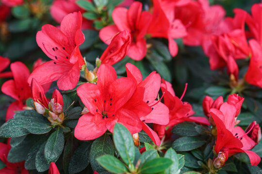 Red Azalea Ericaceae, Rhododendron indicum flowers blooming on branch in garden or greenhouse on green foliage background and soft colorful bokeh. Evergreen plant outdoor orangery, botanical garden