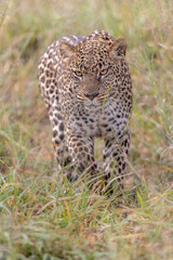 Want A Piece Of Me? © George Erwin Turner