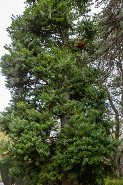 Kauri Tree Agathis australis New Zealand
