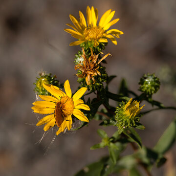 Blister Beetle perched on yellow daisy