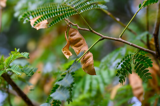 Green leaves frame brown, dried seed pods hanging from a branch