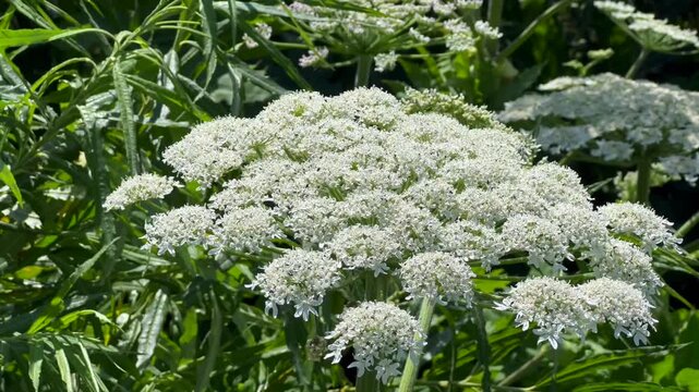 Giant hogweed (Heracleum mantegazzianum) in H&ouml;rte, Skurup community, Scania, Sweden, Scandinavia
