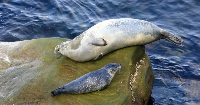Harbor seal (Phoca vitulina), Female and baby seal hauled on rock at low tide to rest and regulate their body temperature. Forillon national park, Province of Quebec, Canada, North America