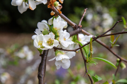 Chaenomeles Yokuku flowering in springtime in New Zealand