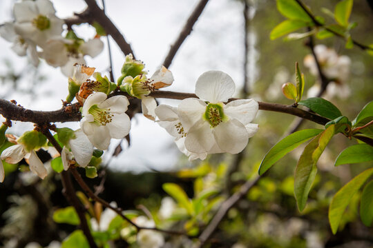 Chaenomeles Yokuku flowering in springtime in New Zealand