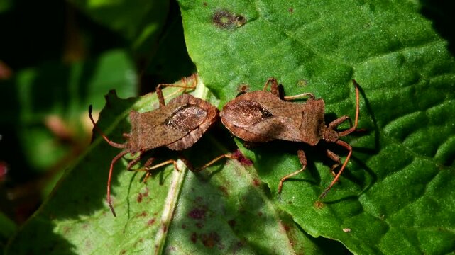 Dock Leaf Bug, Dock Bug (Coreus marginatus), courtship and copulation time