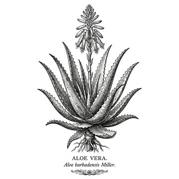 Vintage Botanical Illustration of an Aloe Vera Plant