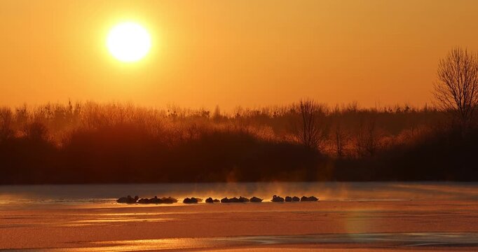 Mute swan (Cygnus olor) severe frost, winter, ice, fight for survival, frozen lake, resting birds keep water surface open, sunrise, cold record, river landscape, Middle Elbe Biosphere Reserve, Saxony